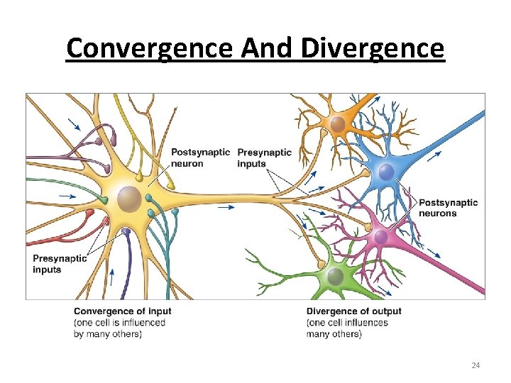 Convergence And Divergence 24 