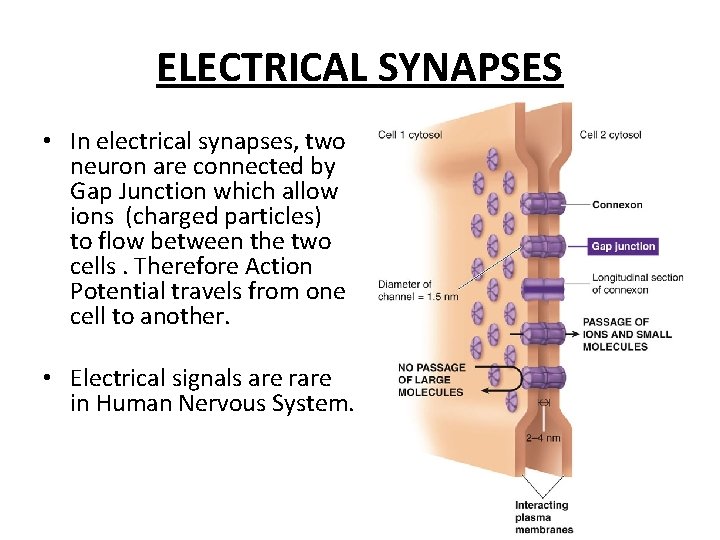 ELECTRICAL SYNAPSES • In electrical synapses, two neuron are connected by Gap Junction which