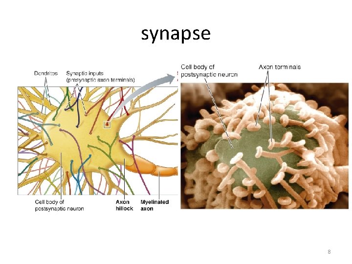 synapse 8 