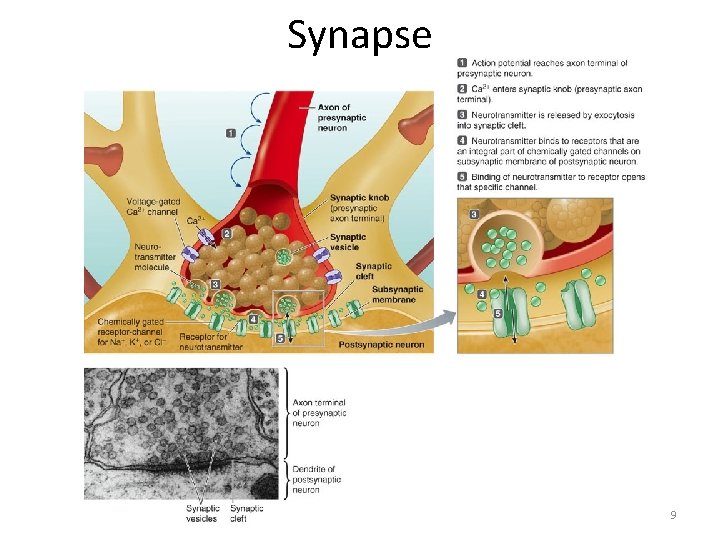 Synapse 9 