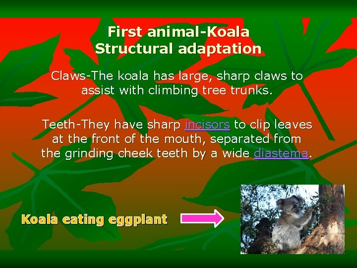 First animal-Koala Structural adaptation Claws-The koala has large, sharp claws to assist with climbing