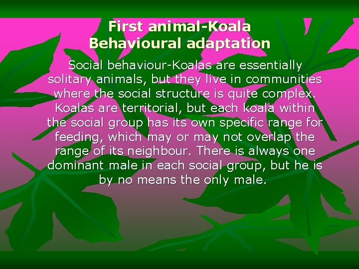 First animal-Koala Behavioural adaptation Social behaviour-Koalas are essentially solitary animals, but they live in