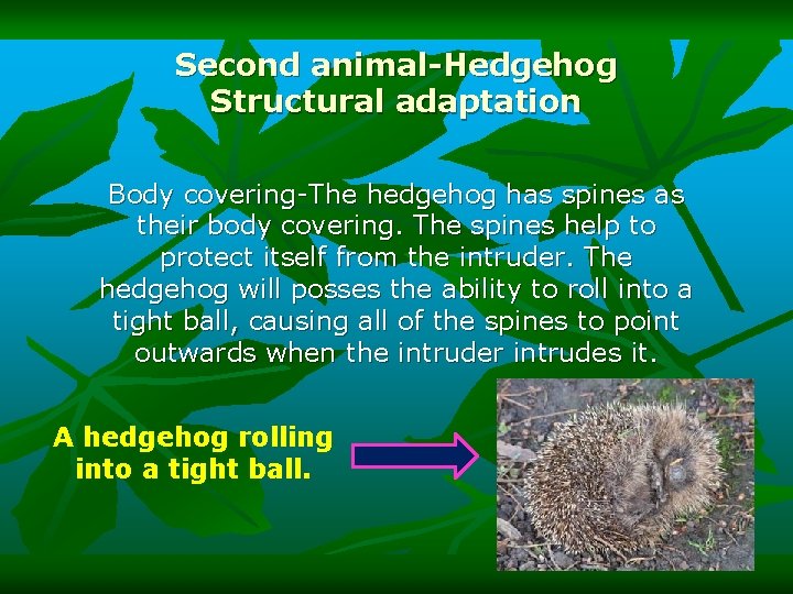 Second animal-Hedgehog Structural adaptation Body covering-The hedgehog has spines as their body covering. The