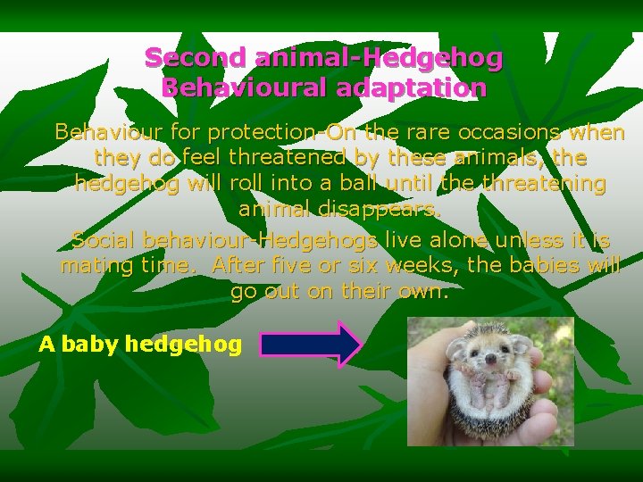 Second animal-Hedgehog Behavioural adaptation Behaviour for protection-On the rare occasions when they do feel