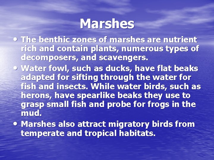 Marshes • The benthic zones of marshes are nutrient • • rich and contain