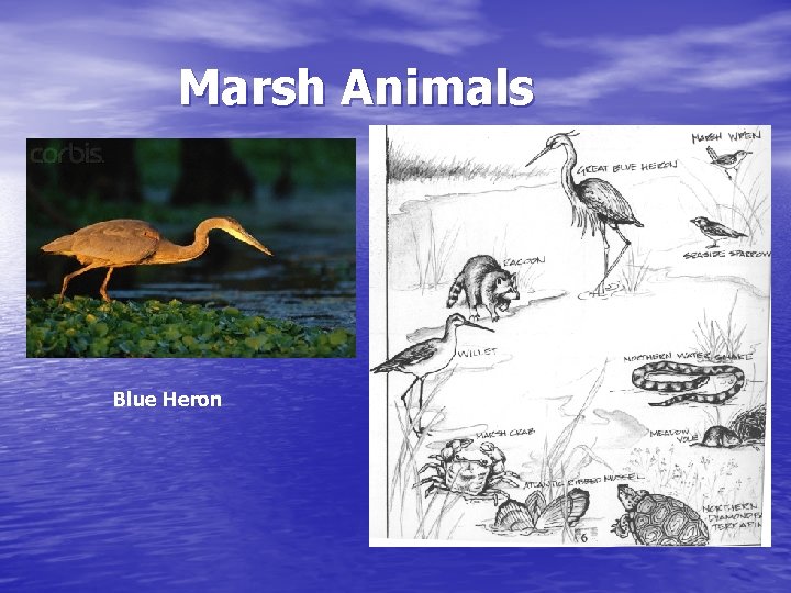 Marsh Animals Blue Heron 