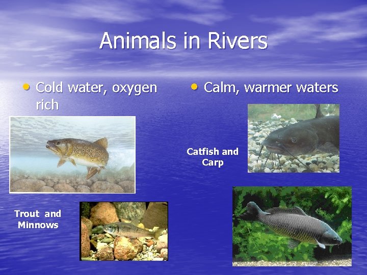 Animals in Rivers • Cold water, oxygen rich • Calm, warmer waters Catfish and