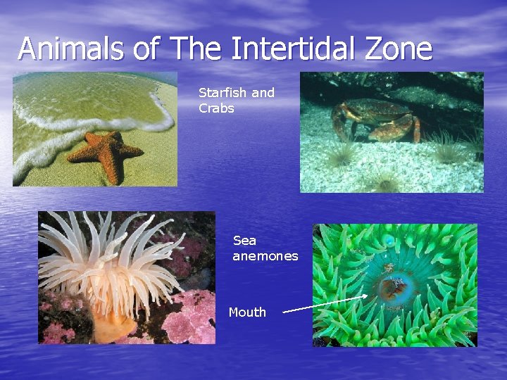 Animals of The Intertidal Zone Starfish and Crabs Sea anemones Mouth 