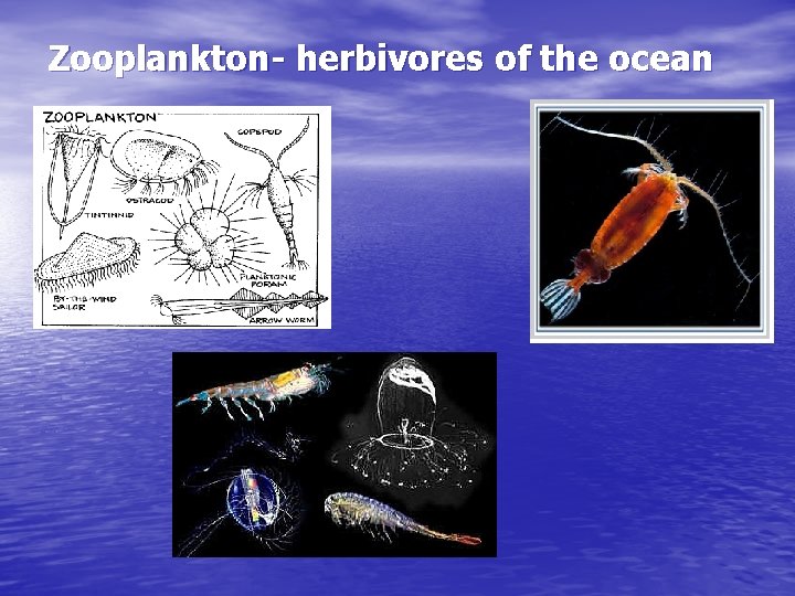 Zooplankton- herbivores of the ocean 