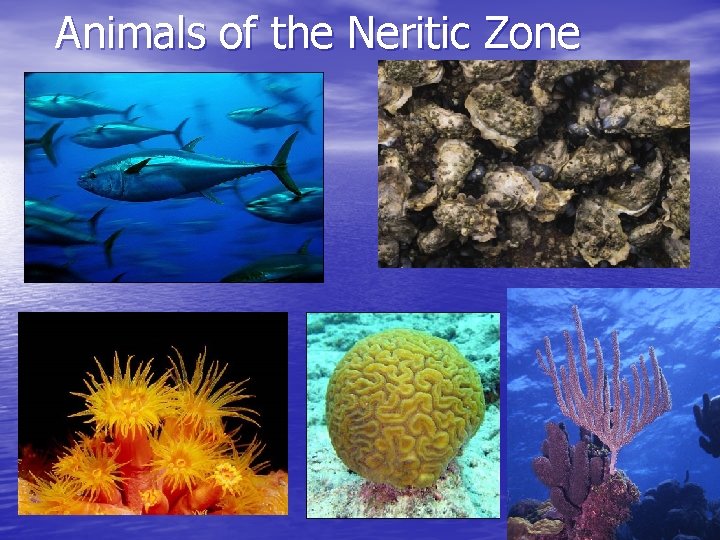 Animals of the Neritic Zone 