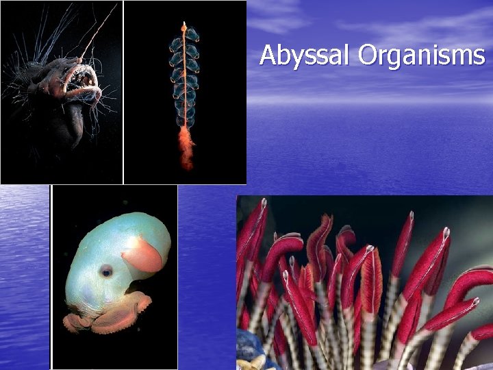 Abyssal Organisms 