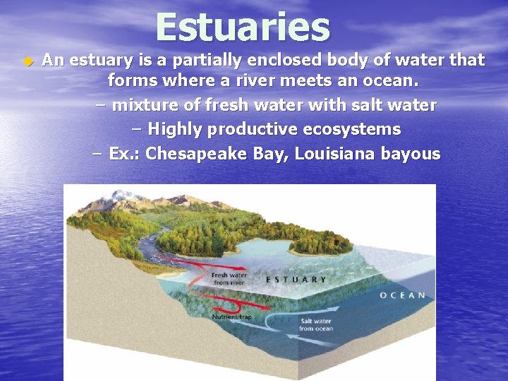 Estuaries u An estuary is a partially enclosed body of water that forms where