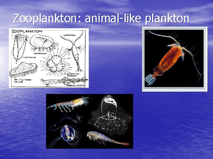 Zooplankton: animal-like plankton 