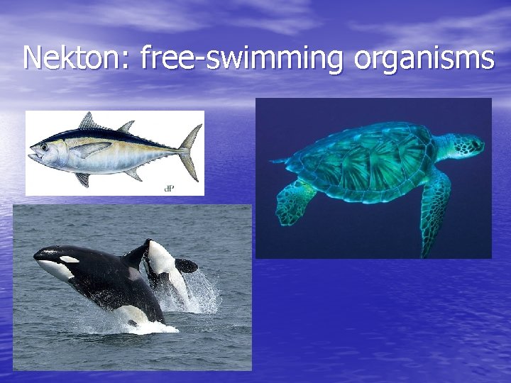 Nekton: free-swimming organisms 
