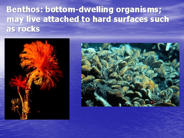 Benthos: bottom-dwelling organisms; may live attached to hard surfaces such as rocks 