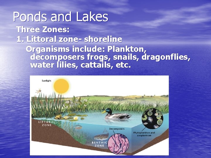 Ponds and Lakes Three Zones: 1. Littoral zone- shoreline Organisms include: Plankton, decomposers frogs,