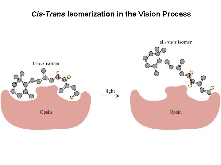 Cis-Trans Isomerization in the Vision Process 