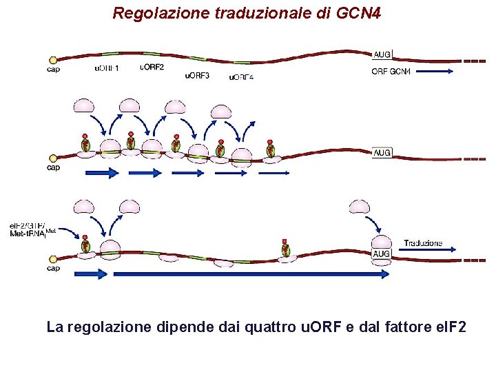 Regolazione traduzionale di GCN 4 La regolazione dipende dai quattro u. ORF e dal