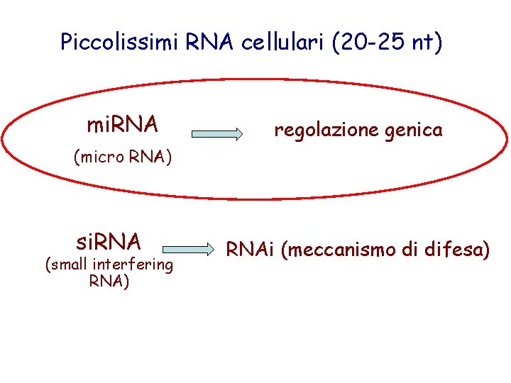 Piccolissimi RNA cellulari (20 -25 nt) mi. RNA regolazione genica (micro RNA) si. RNA