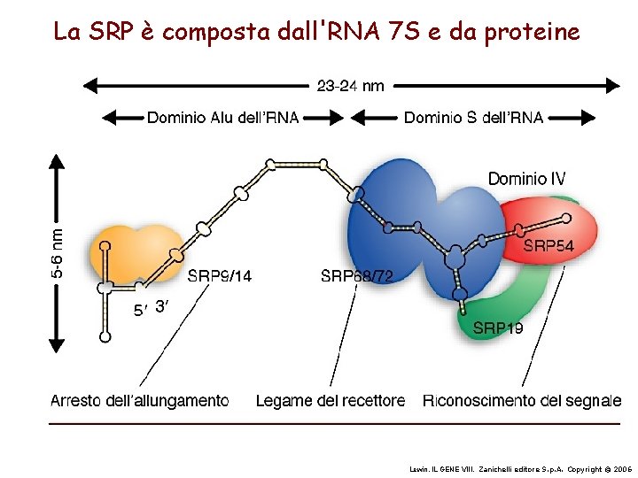 La SRP è composta dall'RNA 7 S e da proteine Lewin, IL GENE VIII,