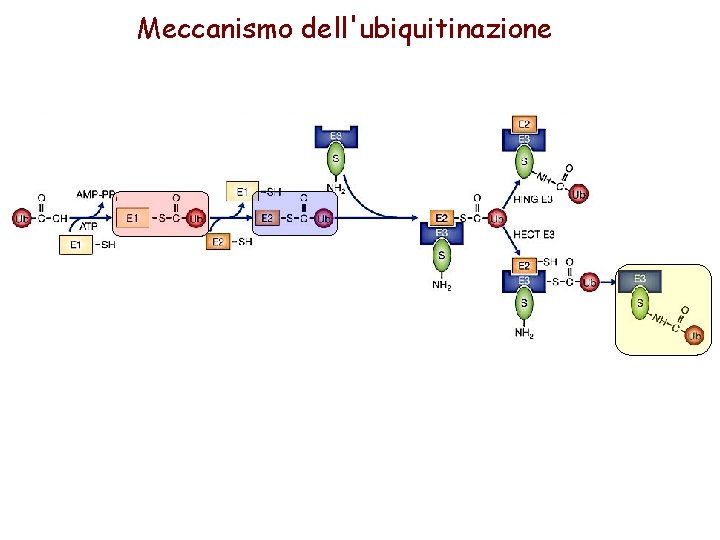 Meccanismo dell'ubiquitinazione 