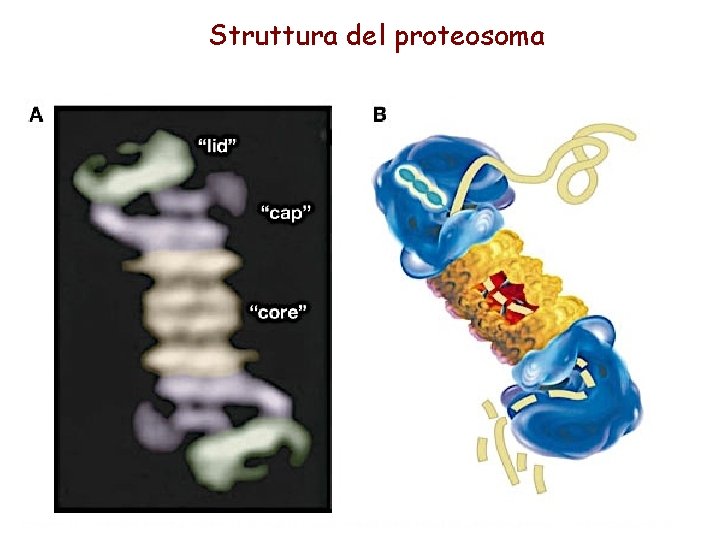 Struttura del proteosoma 