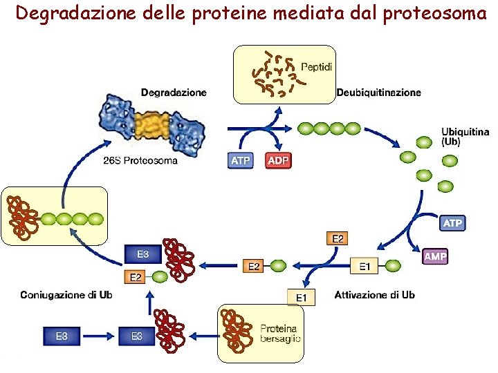 Degradazione delle proteine mediata dal proteosoma 