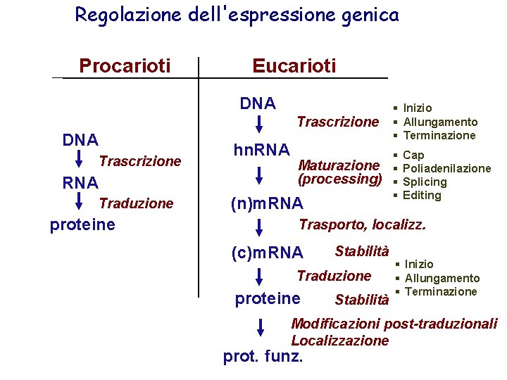 Regolazione dell'espressione genica Procarioti Eucarioti DNA Trascrizione RNA Traduzione proteine hn. RNA Trascrizione §