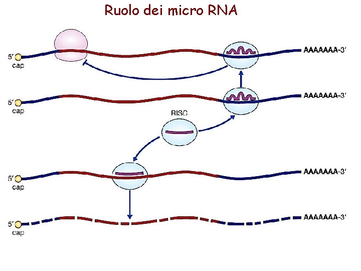 Ruolo dei micro RNA 