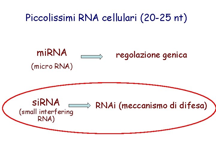 Piccolissimi RNA cellulari (20 -25 nt) mi. RNA regolazione genica (micro RNA) si. RNA