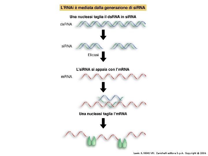 Lewin, IL GENE VIII, Zanichelli editore S. p. A. Copyright © 2006 