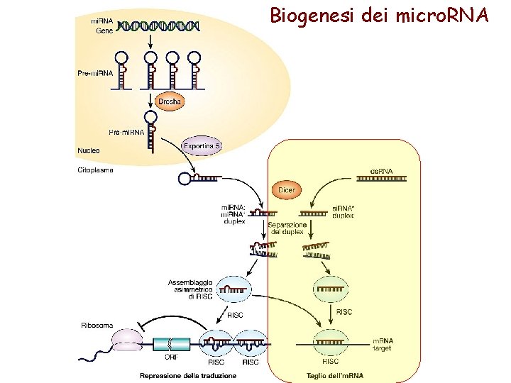 Biogenesi dei micro. RNA 