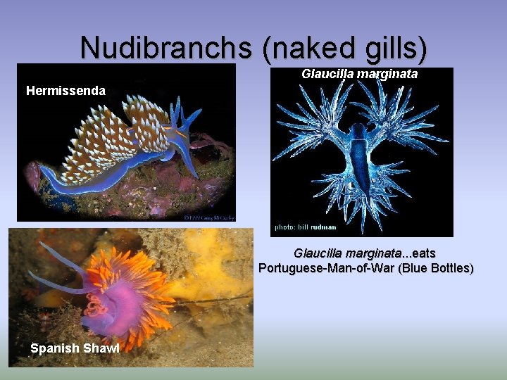 Nudibranchs (naked gills) Glaucilla marginata Hermissenda Glaucilla marginata. . . eats Portuguese-Man-of-War (Blue Bottles)