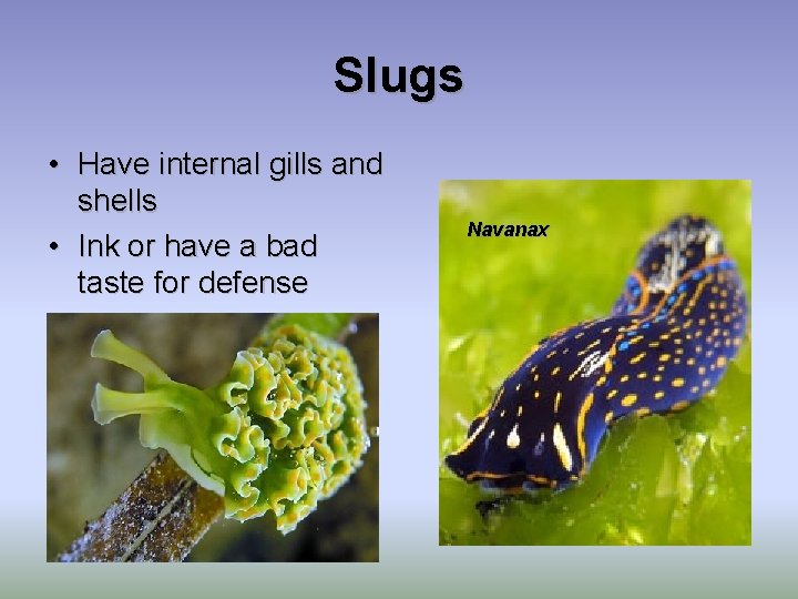 Slugs • Have internal gills and shells • Ink or have a bad taste