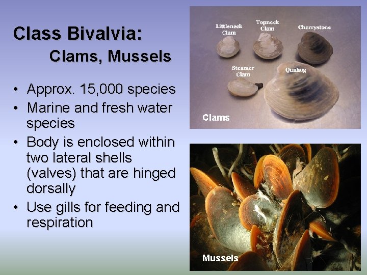 Class Bivalvia: Clams, Mussels • Approx. 15, 000 species • Marine and fresh water