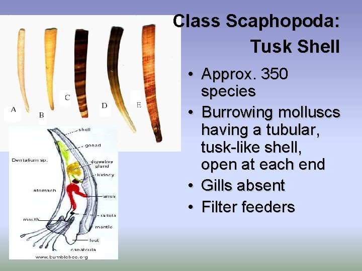 Class Scaphopoda: Tusk Shell • Approx. 350 species • Burrowing molluscs having a tubular,
