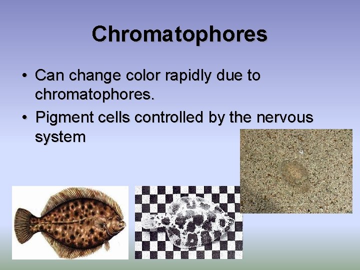 Chromatophores • Can change color rapidly due to chromatophores. • Pigment cells controlled by