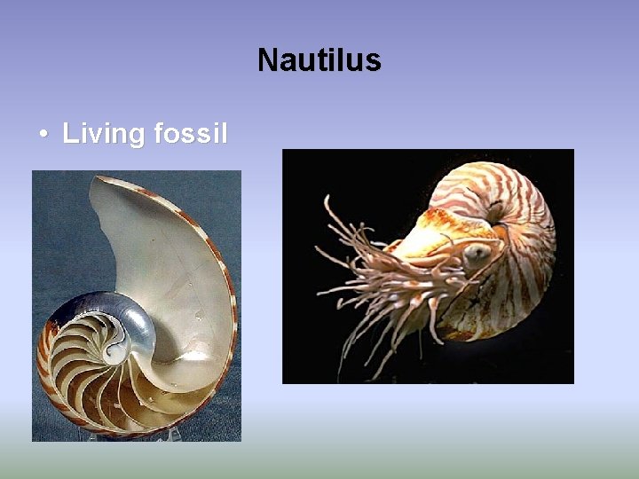Nautilus • Living fossil 