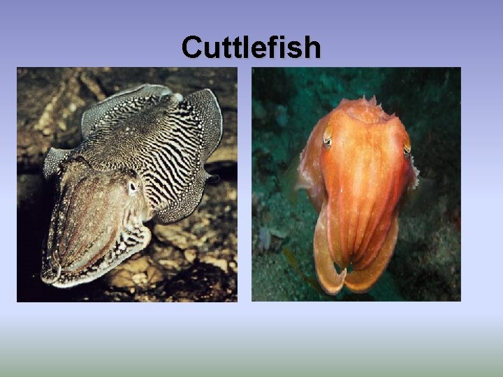 Cuttlefish 