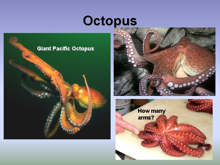 Octopus Giant Pacific Octopus How many arms? 