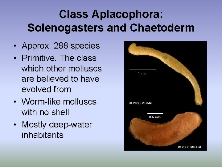 Class Aplacophora: Solenogasters and Chaetoderm • Approx. 288 species • Primitive. The class which