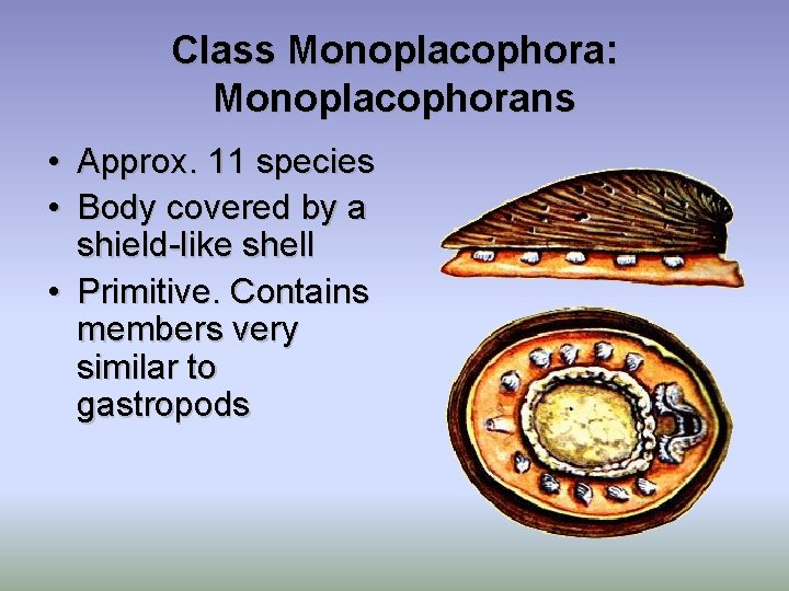 Class Monoplacophora: Monoplacophorans • Approx. 11 species • Body covered by a shield-like shell