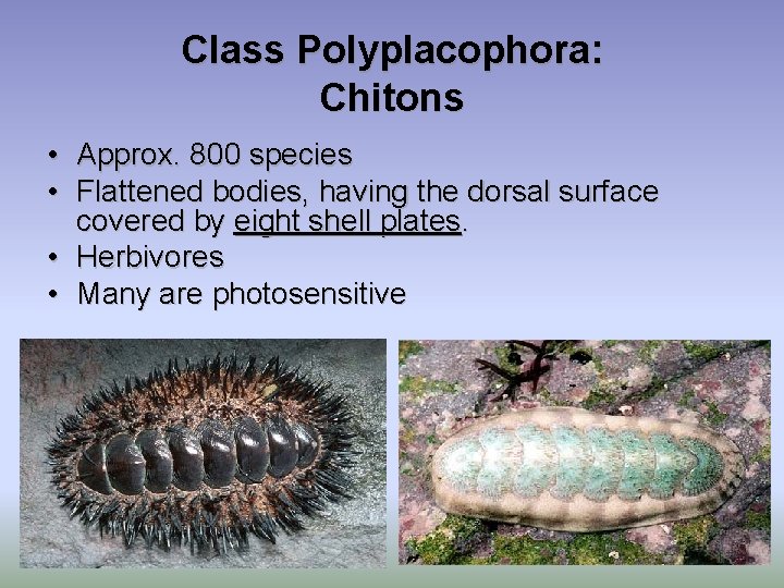 Class Polyplacophora: Chitons • Approx. 800 species • Flattened bodies, having the dorsal surface