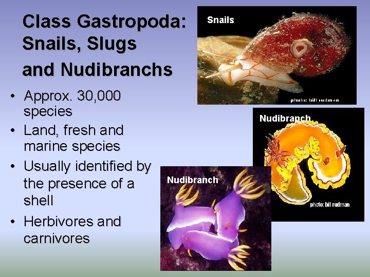 Class Gastropoda: Snails, Slugs and Nudibranchs • Approx. 30, 000 species • Land, fresh