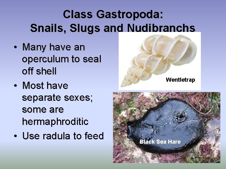 Class Gastropoda: Snails, Slugs and Nudibranchs • Many have an operculum to seal off