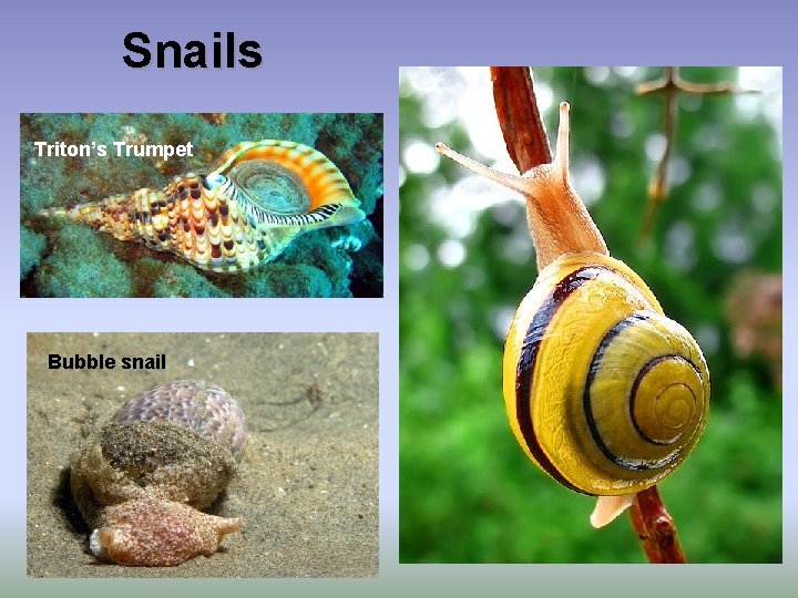 Snails Triton’s Trumpet Bubble snail 