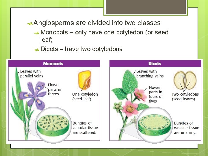  Angiosperms Monocots are divided into two classes – only have one cotyledon (or