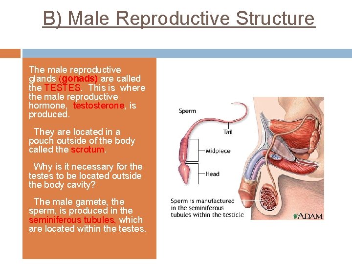 B) Male Reproductive Structure The functions of the male reproductive system are to produce