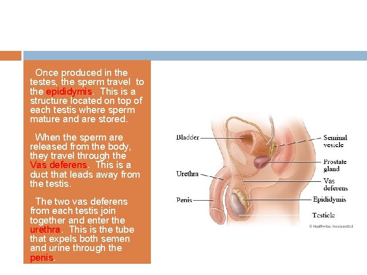 q. Once produced in the testes, the sperm travel to the epididymis. This is