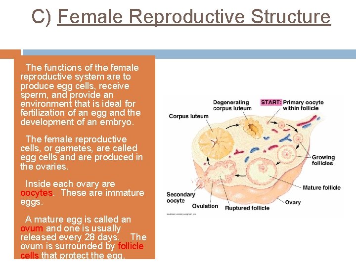 C) Female Reproductive Structure q. The functions of the female reproductive system are to